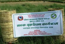 सडक मर्मत सम्भारकर्ता महिलाहरुद्वारा वृक्ष रोपण