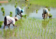 जनकपुर : धनुषामा ५५ प्रतिशत मात्र धान रोपाई