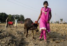 मधेशको धार्मीक क्षेत्रमा सर्वोच्चको हस्तक्षेप, गढीमाईमा बालि रोक