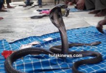 महोत्तरी : सर्पको टोकाईबाट दैनिक १० विरामी