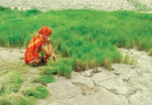 सप्तरीमा ४० प्रतिशत मात्र रोपाइँ