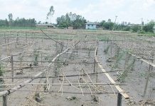 वर्षाका कारण मोरङमा रु तीन करोड मूल्य बराबरको तरकारीबाली नष्ट