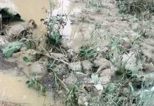 जलेश्वरमा महामारी फैलिने खतरा