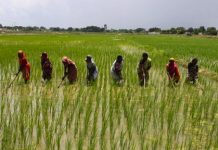 रूपन्देही जिल्लामा रोपाइँ सम्पन्न