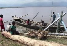 ज्यान जोखिममा राखेर सप्तकोशीमा दाउरा संकलनमा बालबालिका