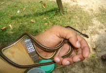 सर्पको प्रकोप बढ्न थालेपछि ग्रामीण क्षेत्रका बासिन्दा प्रभावित