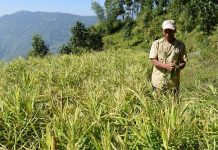 अदुवामा रोग लागेपछि किसान चिन्तित