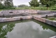 बारामा माछा महोत्सव
