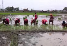 खोलामा बाढी, धान रोप्ने खेत सुख्खा