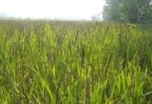 कृषि सामग्री केन्द्रले मल आपूर्ति नगर्दा सप्तरीमा मल अभाव