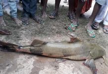 सिरहामा अनौठो प्रजातिको माछा फेला, हेर्नेको घुइचो