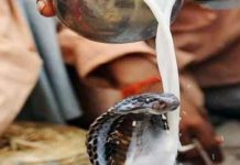 आज नाग पञ्चमीः नागको पूजा गरी देशैभर मनाइँदै आज नाग पञ्चमीः