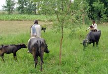 भैंसी चराएको विषयमा विवाद हुँदा सप्तरीमा एक जनाको मृत्यु