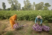 सर्लाहीबाट ३ अर्बकोे तरकारी निर्यात