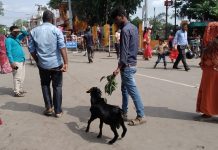 जनकपुरधामको प्रसिद्ध राजदेवी माता मन्दिरमा विधिपूर्वक पशुबली दियो (फोटो फिचर)