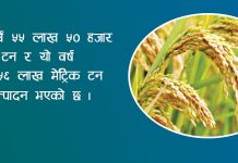 धान उत्पादनमा वृद्धि