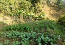 तरकारी खेतीमा रमाउँदै युवा