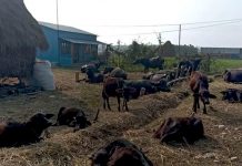 विदेशबाट फर्किएर भैंसी पालन, दैनिक ४५० लिटर दूध उत्पादन