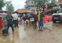 भ्रष्टाचार विरुद्ध भैंसी जुलुस