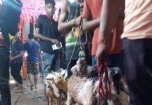 जनकपुरको राजदेवी मन्दिरमा १४ हजारभन्दा बढी बोकाबलि