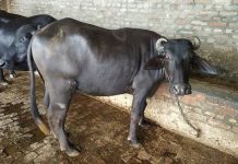 खोरेत रोगको प्रकोप सुरु